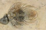 Exceptional Kolihapeltis Trilobite With Enrolled Reedops #243927-4